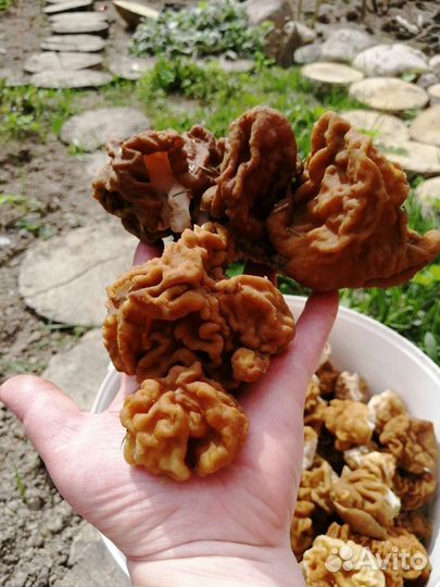 Строчки свежие грибы