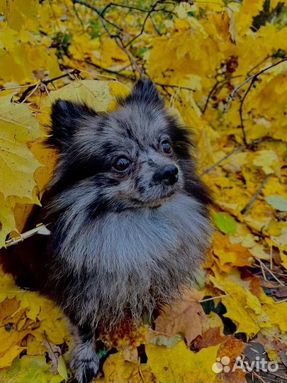 Вязка немецкий шпиц