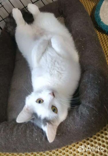 Кошка ищет дом