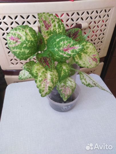 Комнатные цветы и их отростки