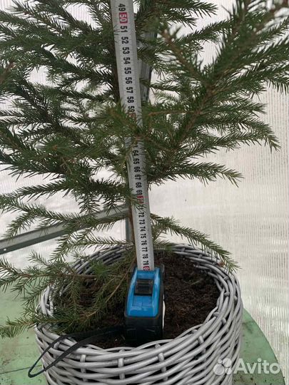 Ель живая в горшке