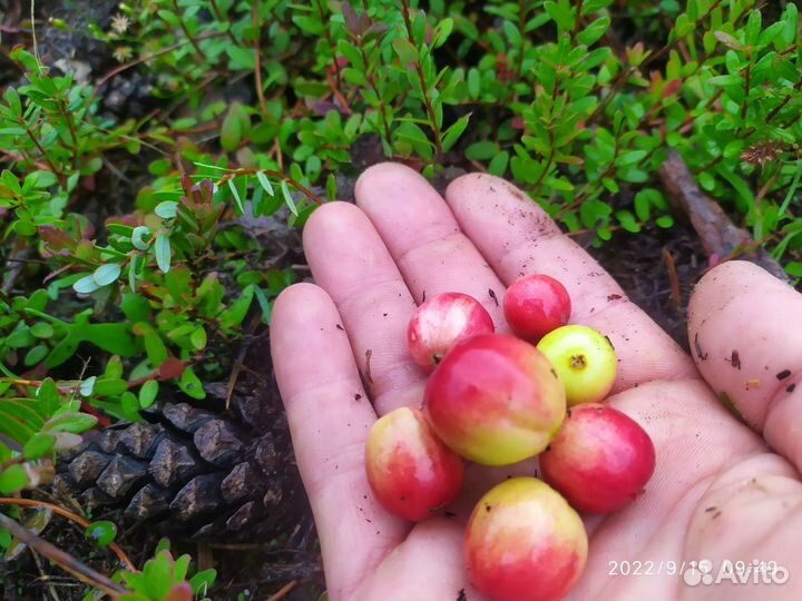 Продам саженцы клюквы крупноплодной