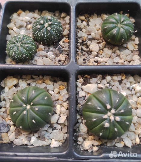 Astrophytum asterias mix и ast. ast purple skin