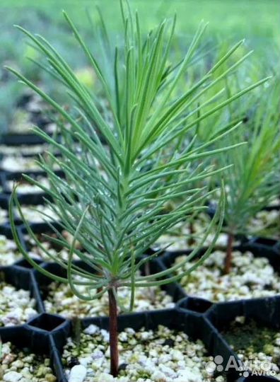 Семена сосны румелийской