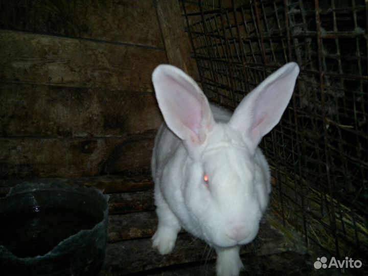 Кролики (самцы, самки)