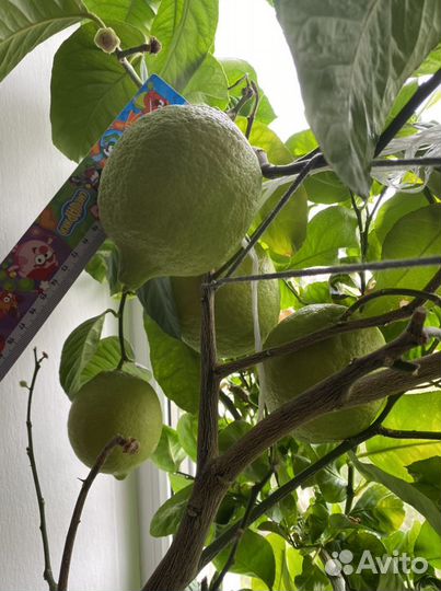 Лимон сорт «Павловский»