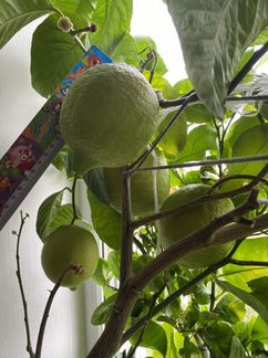 Лимон сорт «Павловский»