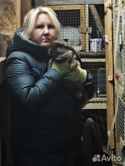 Кролики породы французский баран