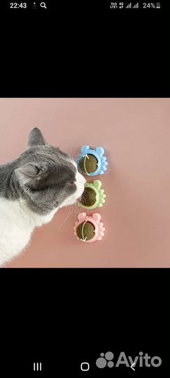 Кошачья мята