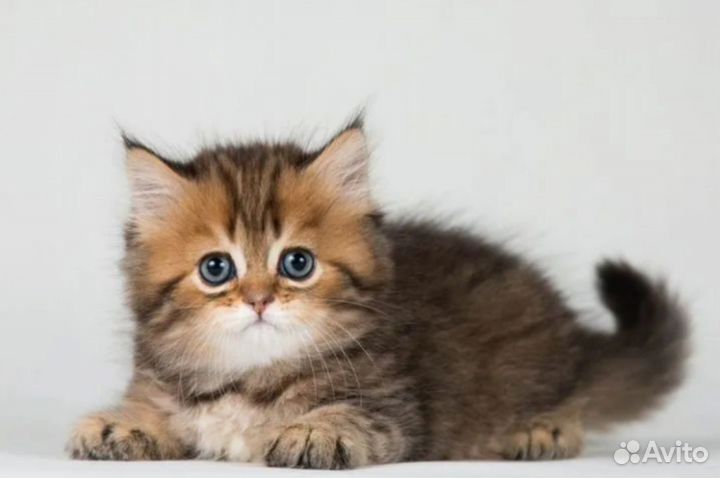 Шотландские котята