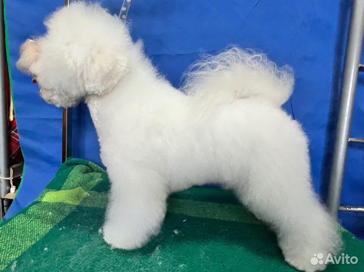 Вязка бишон фризе - чемпиона