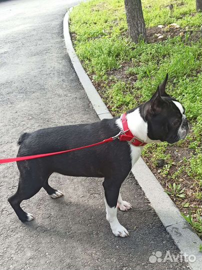 Французский бульдог