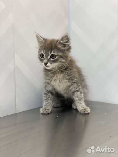 Котята в добрые руки бесплатно