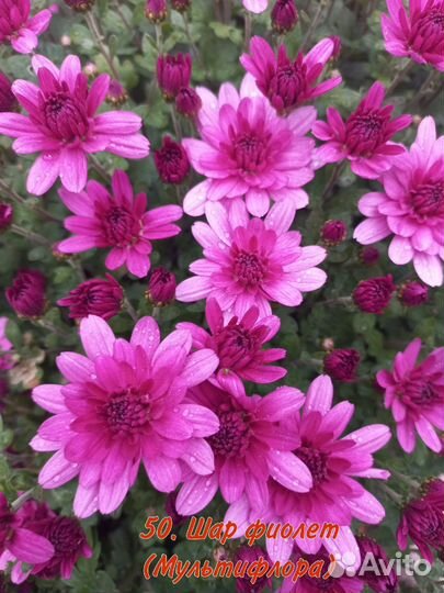 Хризантема мультифлора