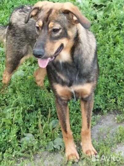 Собака в добрые руки отдам бесплатно