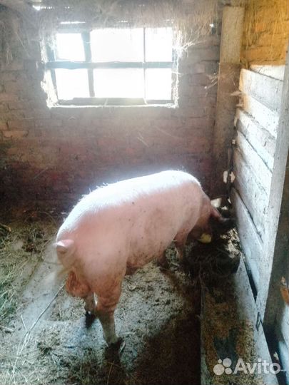 Хряк ландрас