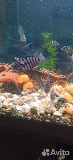 Рыбки цихлиды