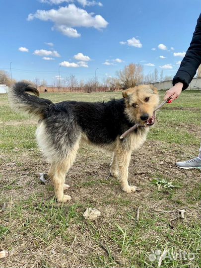 Ищет дом не крупный пёсик Графф