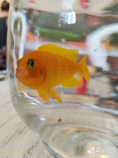 Рыба цихлида Красная Зебра 9 см