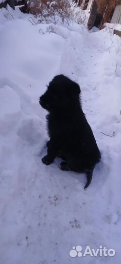 Щенки от метиса чёрного терьера