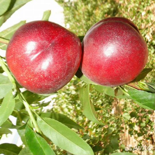 Саженцы Нектарин Созвездие