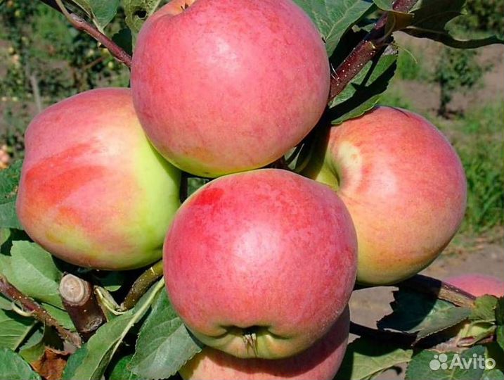 Саженцы яблони Успенское
