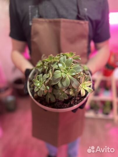 Суккуленты