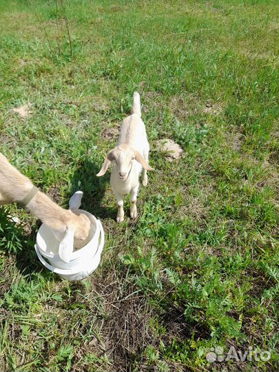 Нубийская козочка