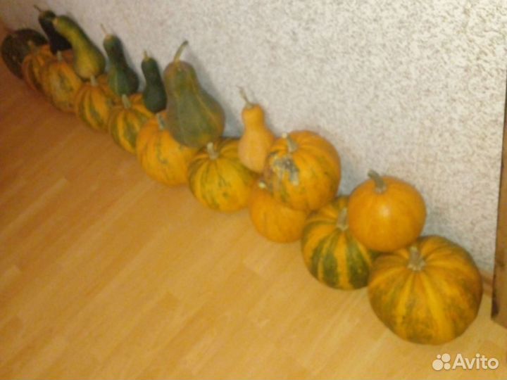 Семена тыквы: Баттернат. Штирийская голосемянная