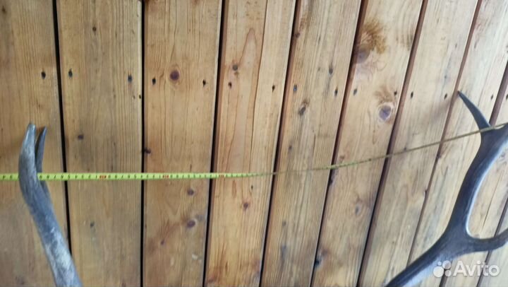 Продам Рога