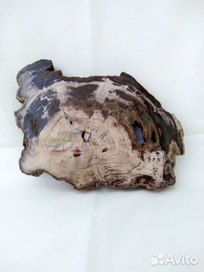 Спил окаменелого дерева