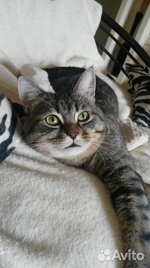 Котик в ответственную семью (пятнистый табби)