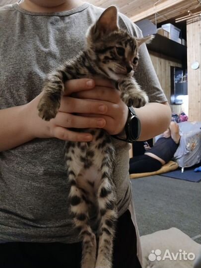 Бенгальский котенок
