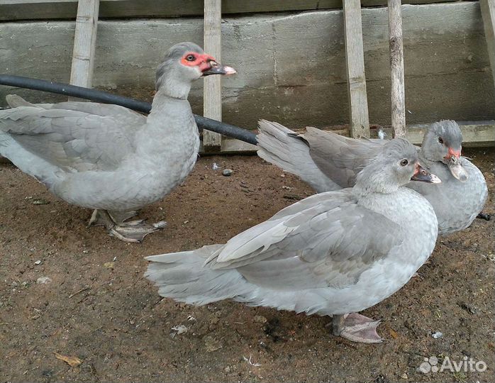 Индоутки