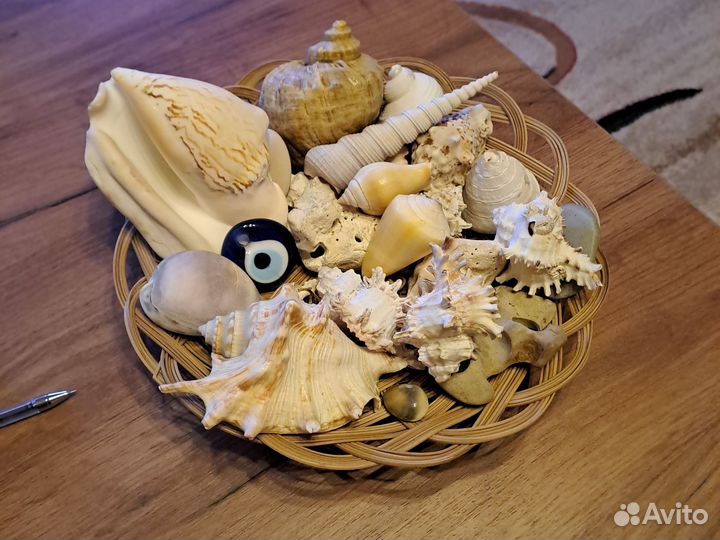Набор ракушек