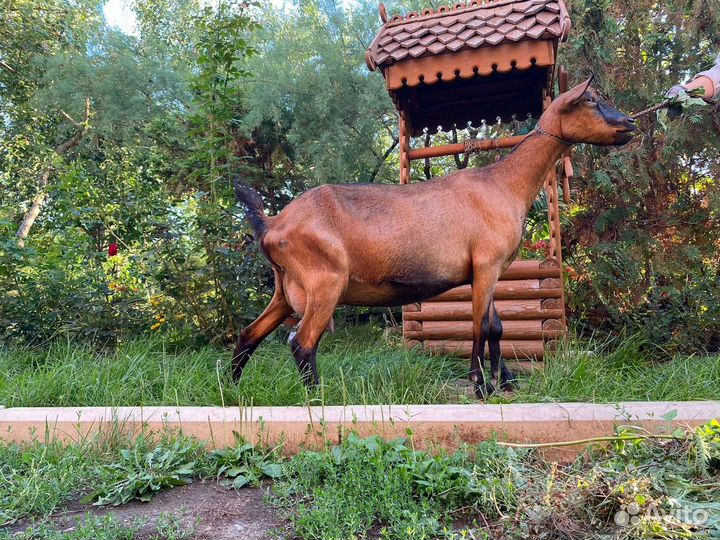 Козы и козлики чешской и альпийской пород