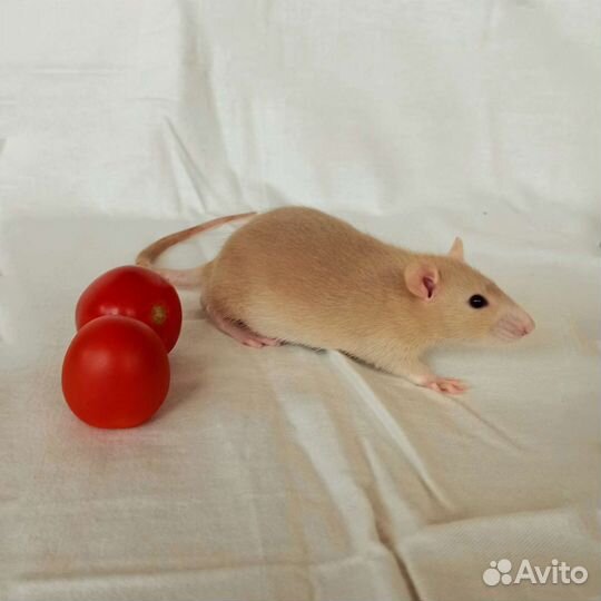 Крыса. Крысята дамбо. Фавн