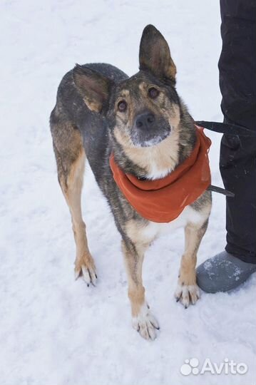 Прекрасная Волча ждет в приюте