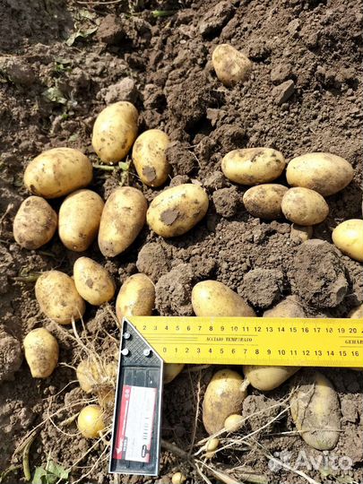 Продам картофель оптом