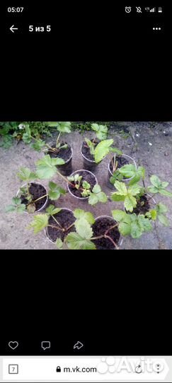 Рассада клубники