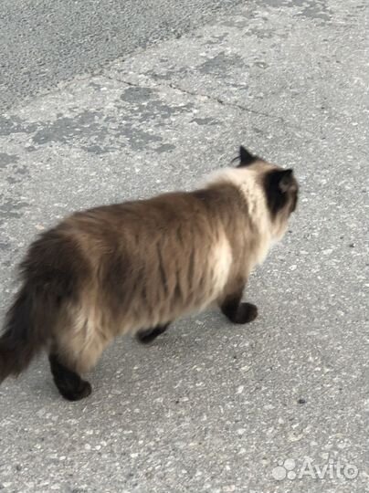 Кошка в частный дом