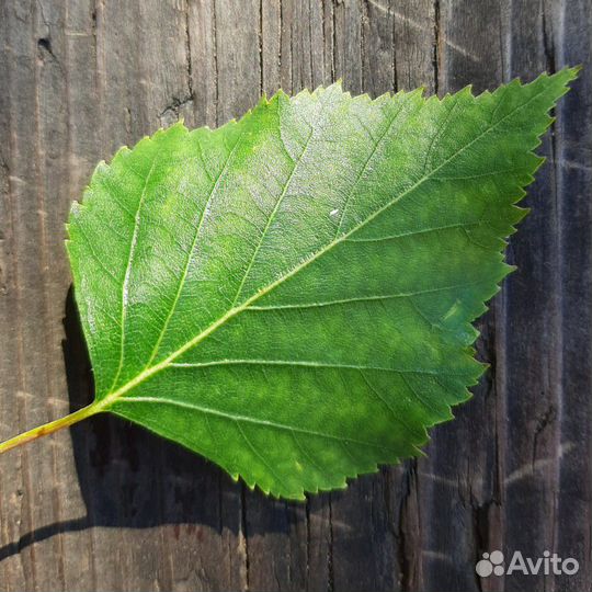 Веник березовый