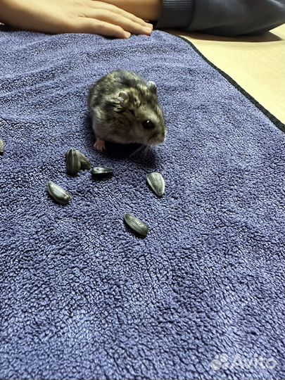 Джунгарский хомяк с клеткой