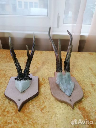 Охотничий сувенир. Рога косули