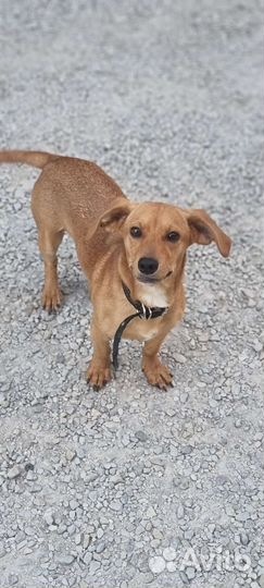 В добрые руки