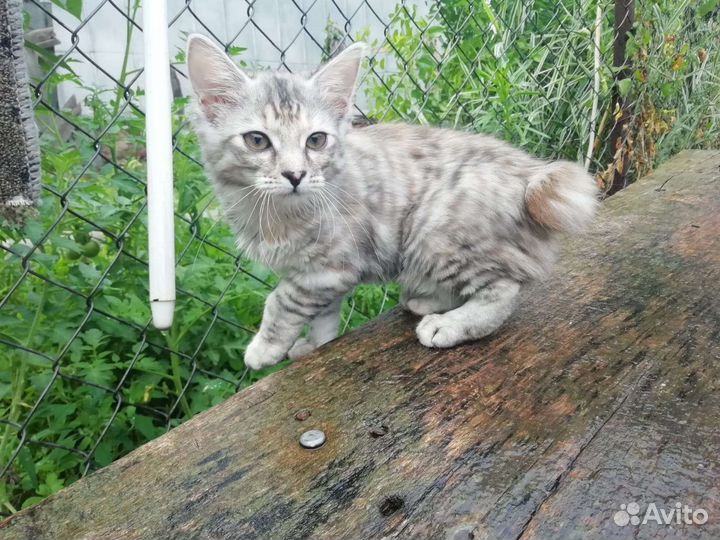 Кошки курильский бобтейл