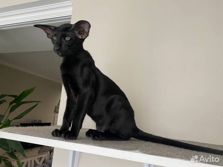 Ориентальная