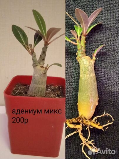 Адениум обессум