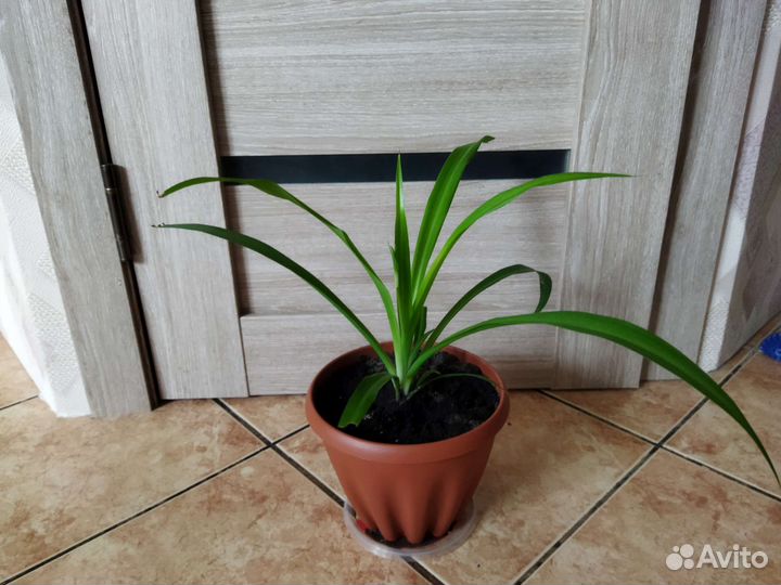 Хлорофитум