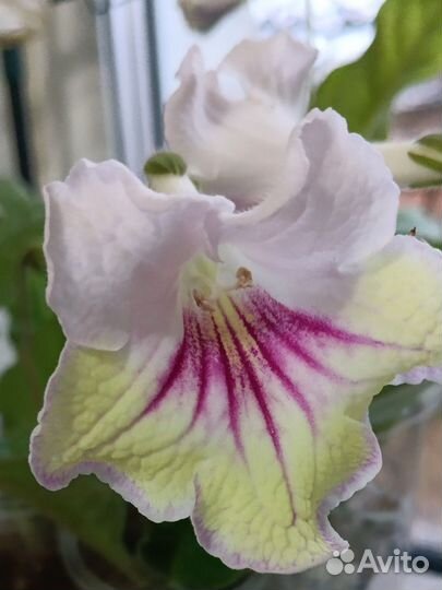 Стрептокарпус